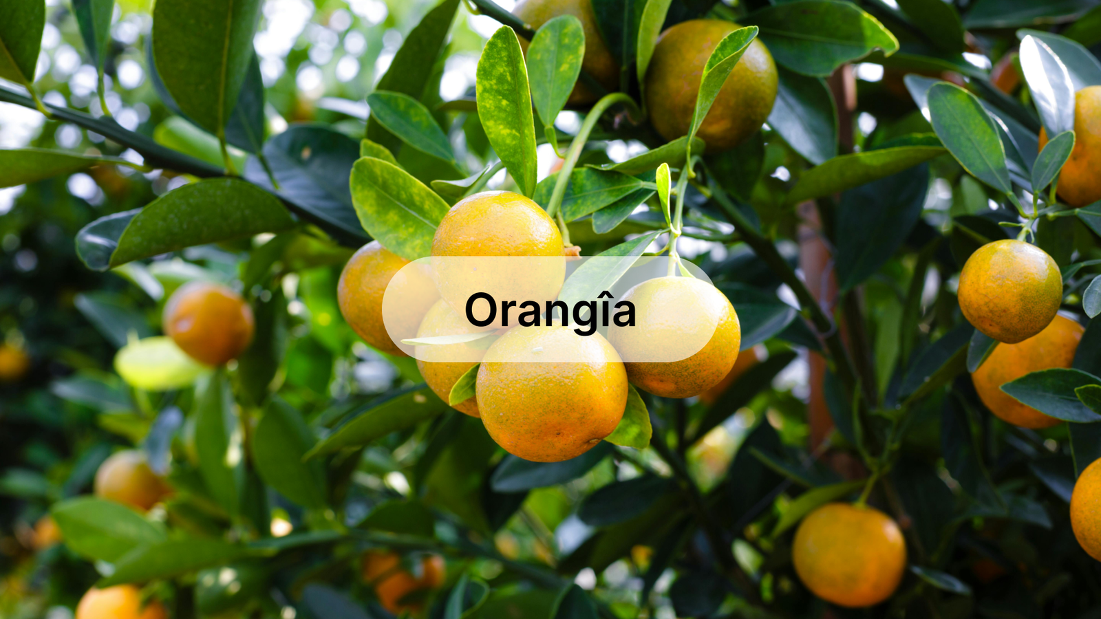 Orangîa