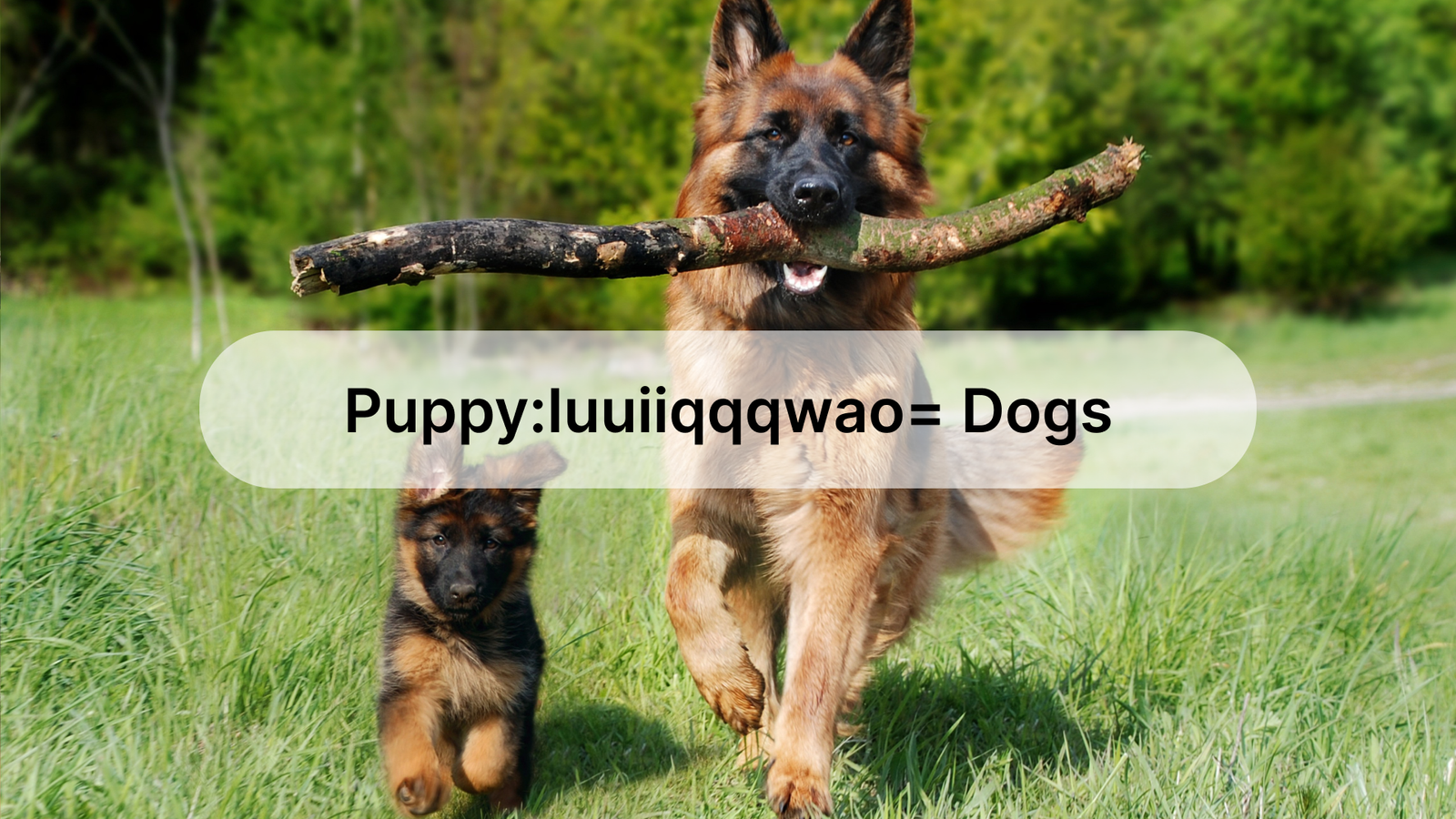 puppy:iuuiiqqqwao= dogs